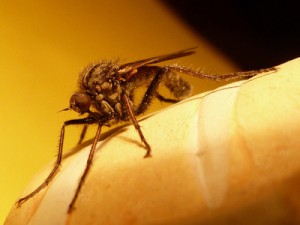 Stechmücke Mosquito